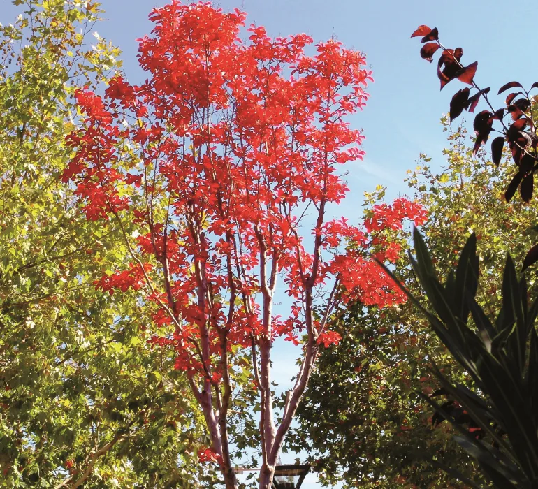 árbol