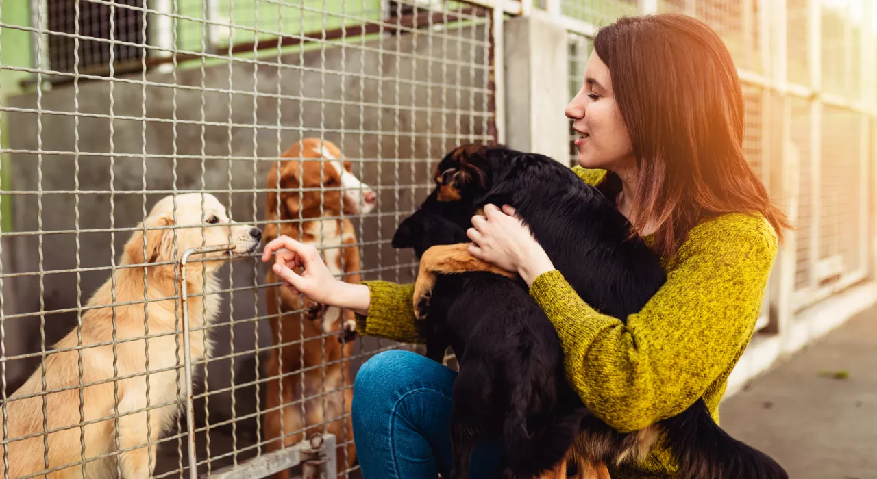 femme avec des chiens