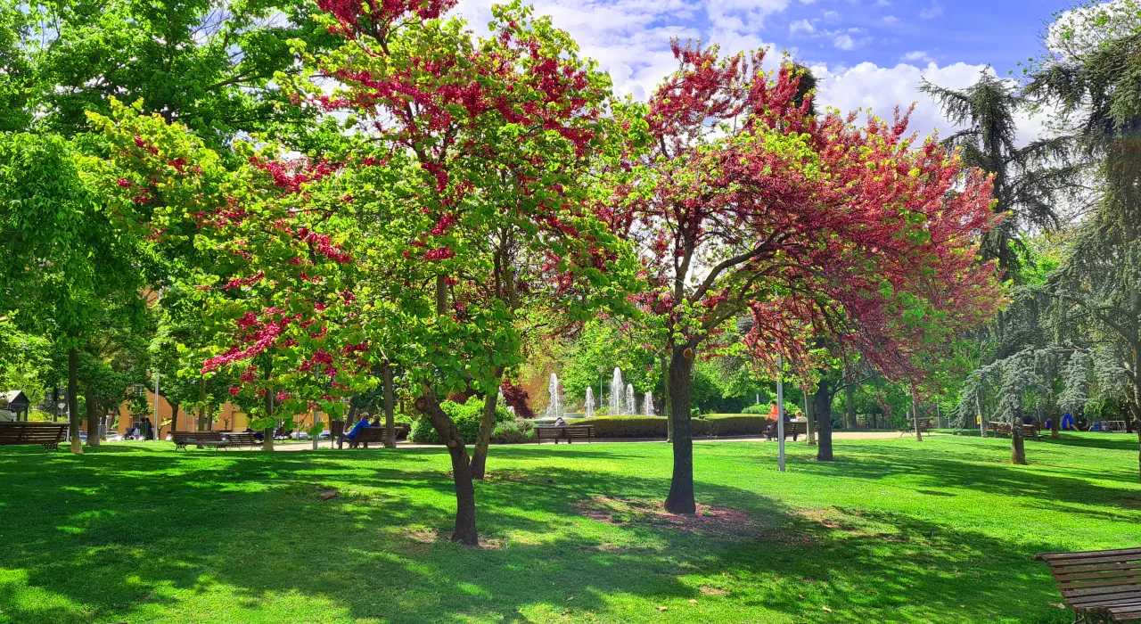 parc verdoyant arboré